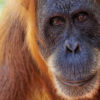 V únoru 2023 na Sumatru – raftovat s opicema? Proč ne!
