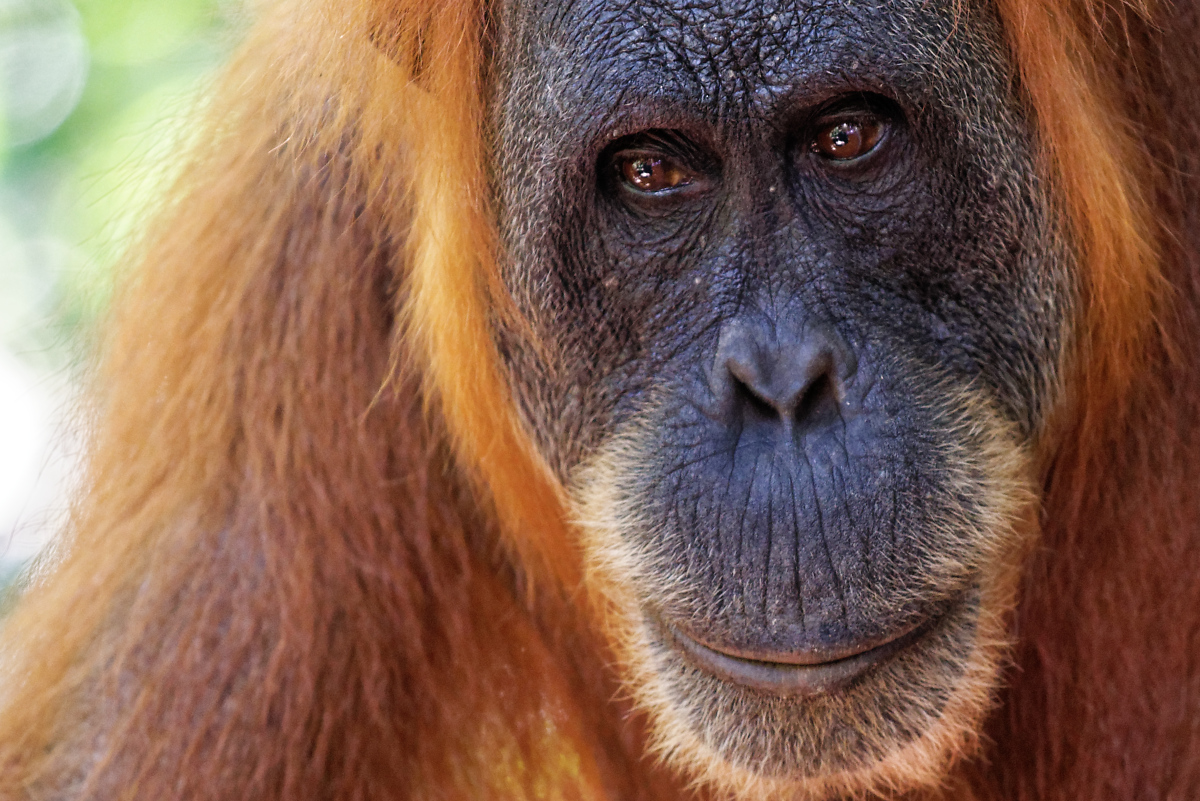 Orangutan - fotka ze zájezdu rafting na Sumatře