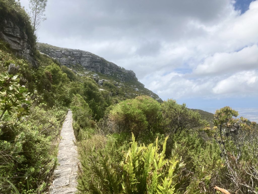 Cesta ze stolové hory do Kirstenbosch garden