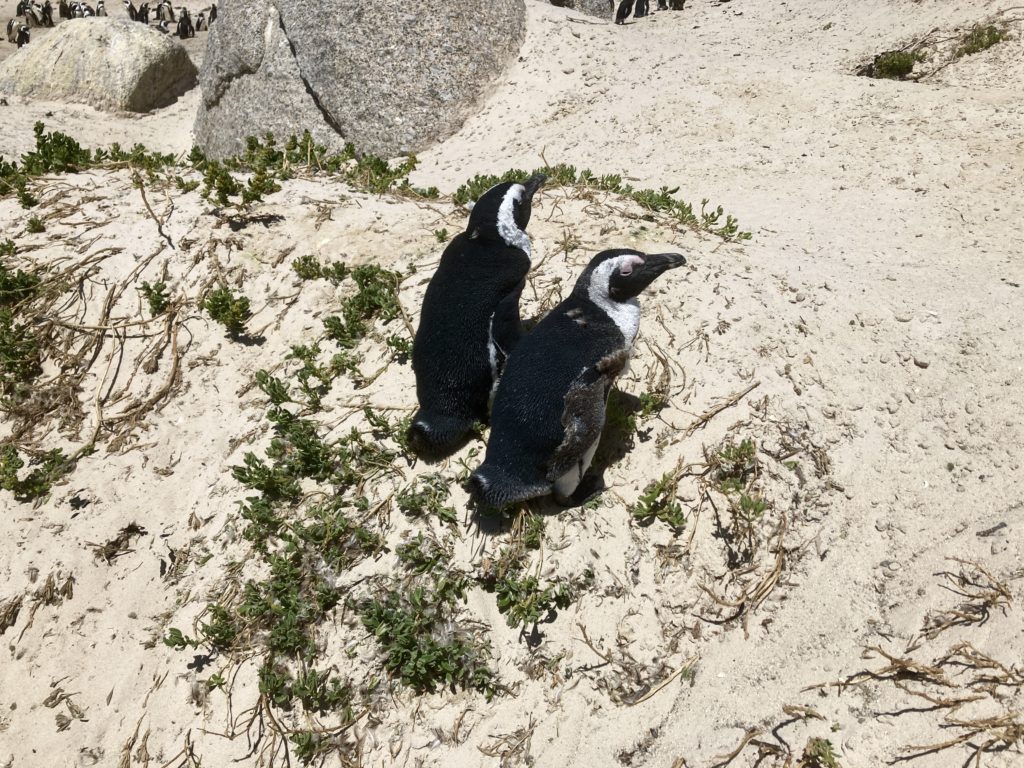 Tučňáci na pobřeží Boulder´s beach