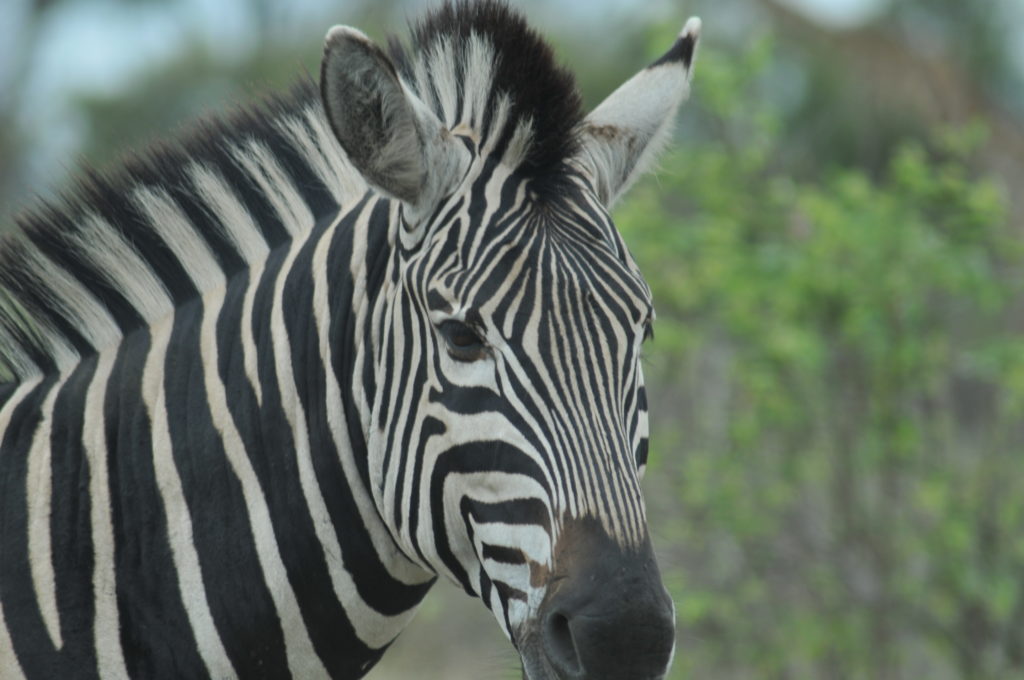 Zebra v Krugerově národním parku