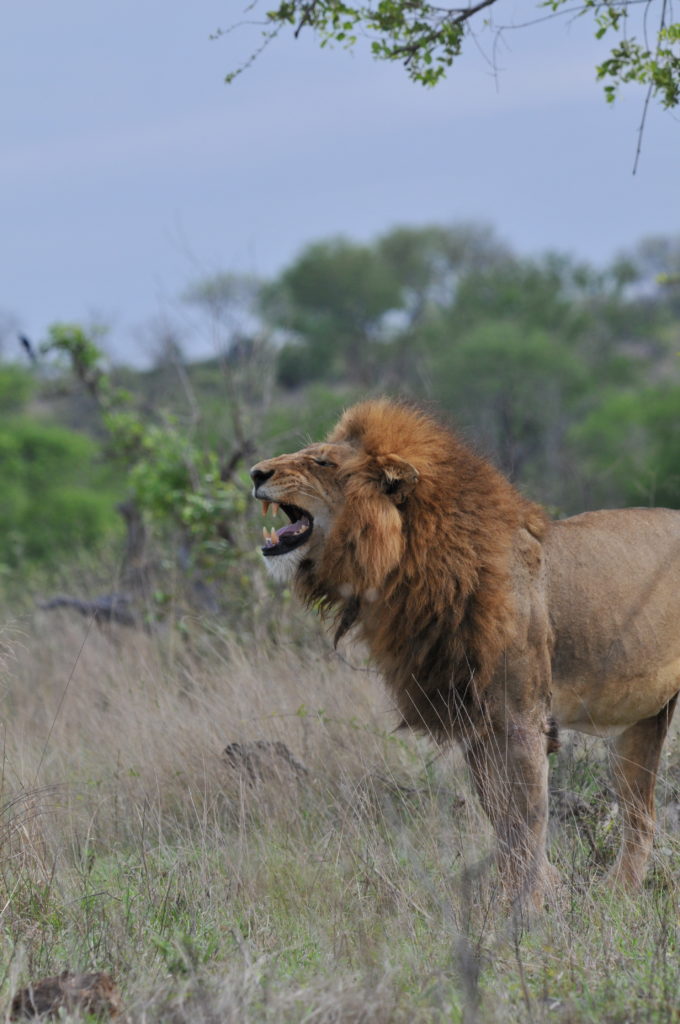 Lev v Krugerově národním parku