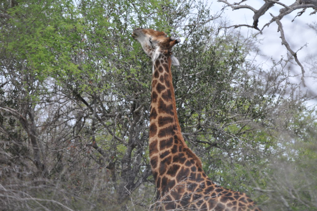 Žirafa v Krugerově národním parku